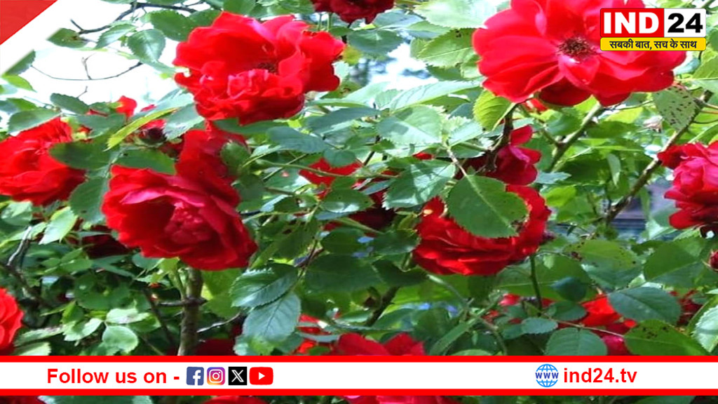 भोपाल में 9-11 जनवरी तक गुलाब प्रदर्शनी: राजधानी महकेगी फूलों की खुशबू से