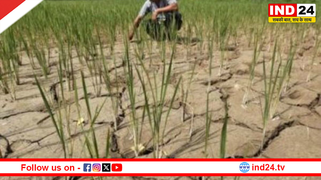 लोहाघाट और चंपावत में तीन महीनों से बारिश न होने से फसलें सूखने के कगार पर, किसान चिंतित
