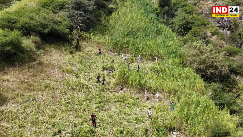 Himachal News: कुल्लू में नशे के खिलाफ बड़ी कार्रवाई, 592 एकड़ जमीन पर उगाई जा रही भांग की फसल नष्ट