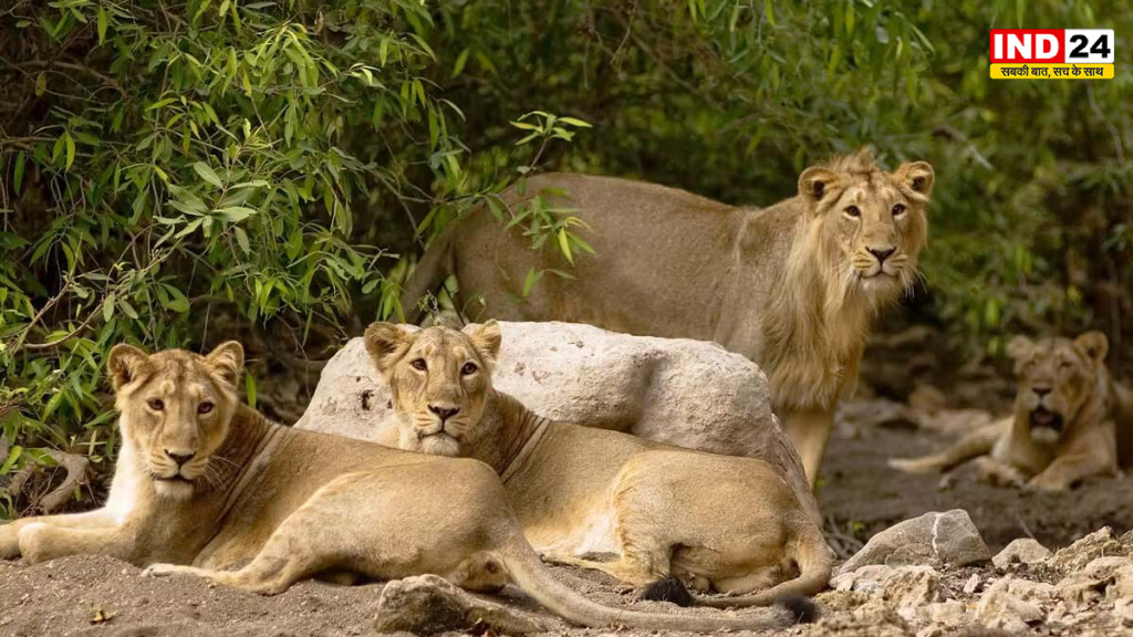 भारत ने कैसे बचाए बाघ, शेर, गैंडे और हाथी: संरक्षण की अनोखी सफलता