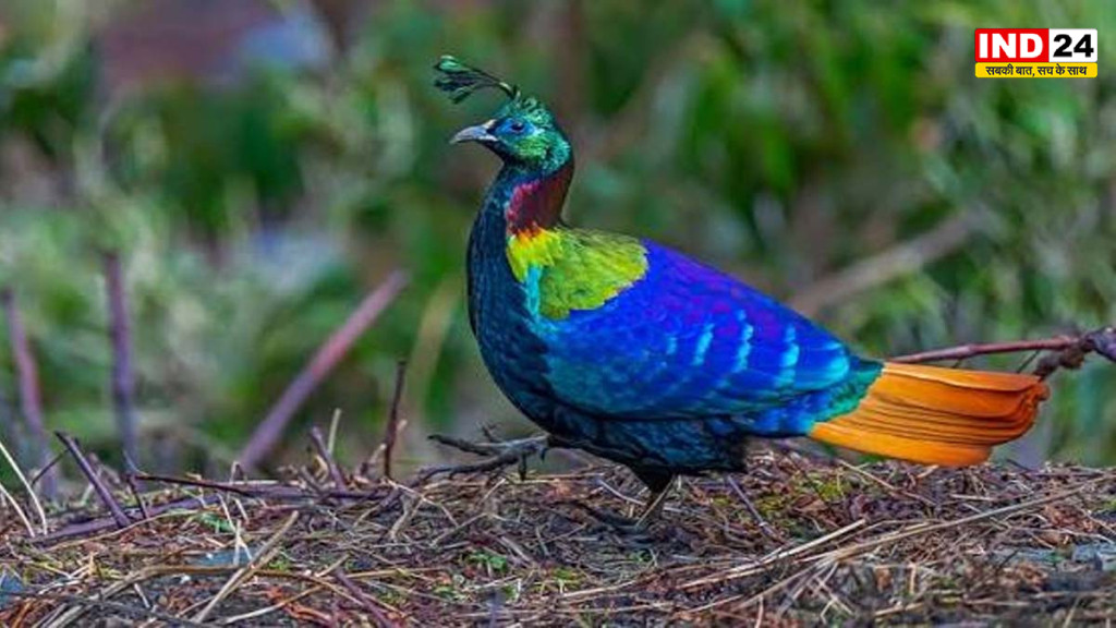 हिमालयन मोनाल की आवाज में बदलाव, मानवीय गतिविधियों का प्रभाव