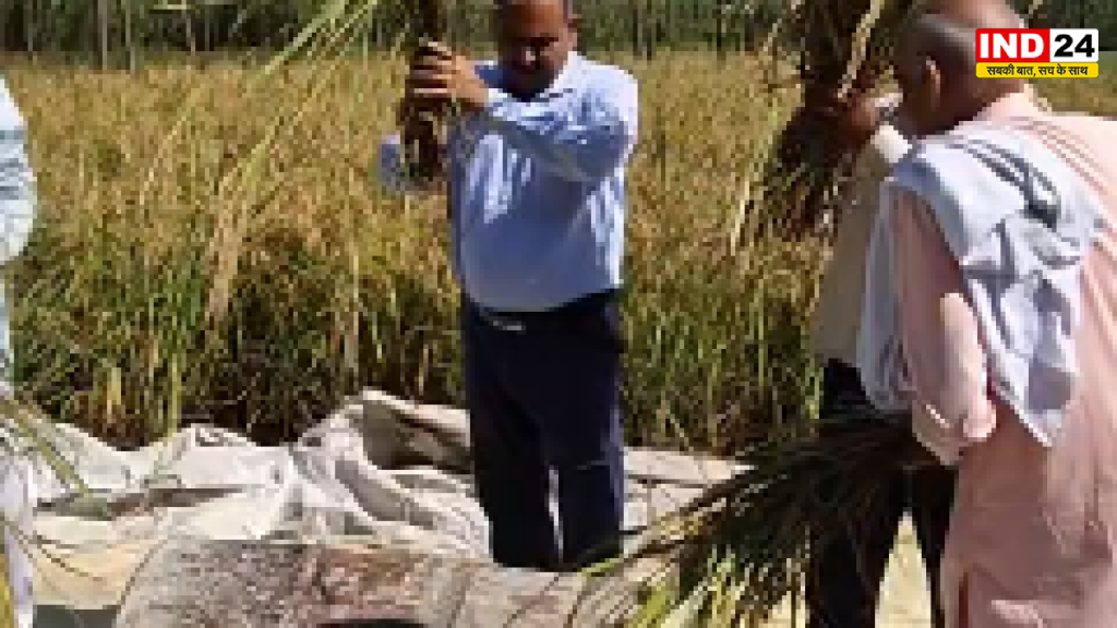 CDO डॉ. ललित नारायण मिश्र ने धान की क्रॉप कटिंग का किया निरीक्षण, स्वयं की कटाई