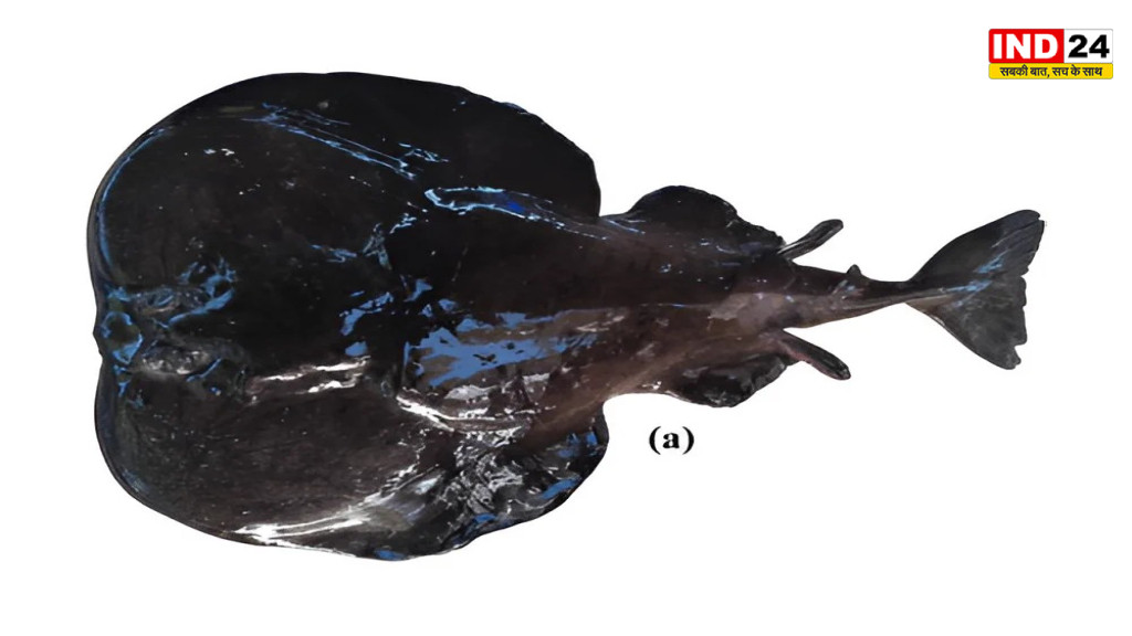 Marine Discovery: अरब सागर की गहराइयों में मिली बिजली पैदा करने वाली नई मछली, वैज्ञानिकों ने रखा ‘टेट्रोनार्स रमणमूर्ति’ नाम
