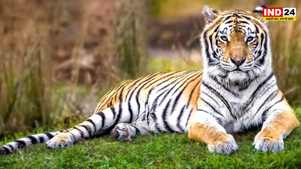 असम के नामेरी टाइगर रिजर्व को वैश्विक मान्यता, चारों अभयारण्य CATS Approved