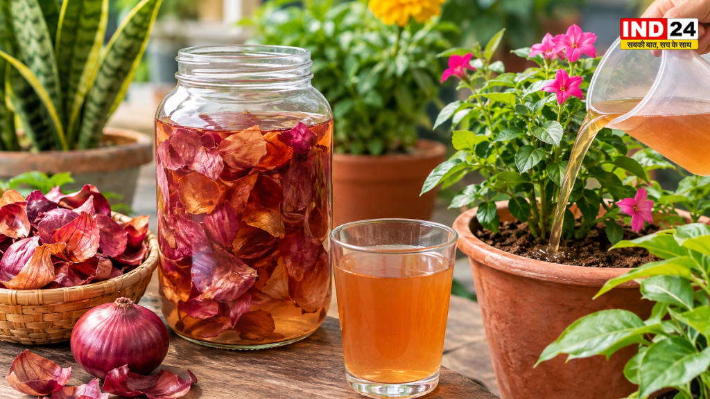 Onion Peel Fertilizer: प्याज के छिलकों से घर पर बनाएं लिक्विड खाद, जानें बनाने का आसान तरीका और इस्तेमाल के नियम