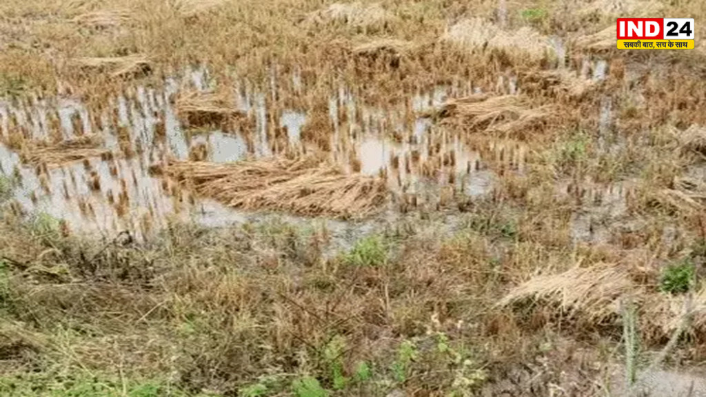 चक्रवाती तूफान ‘अर्नब’ का छत्तीसगढ़ में असर, सरगुजा-रायपुर में झमाझम बारिश, 14 जिलों में स्कूल बंद, धान की फसल भीगी