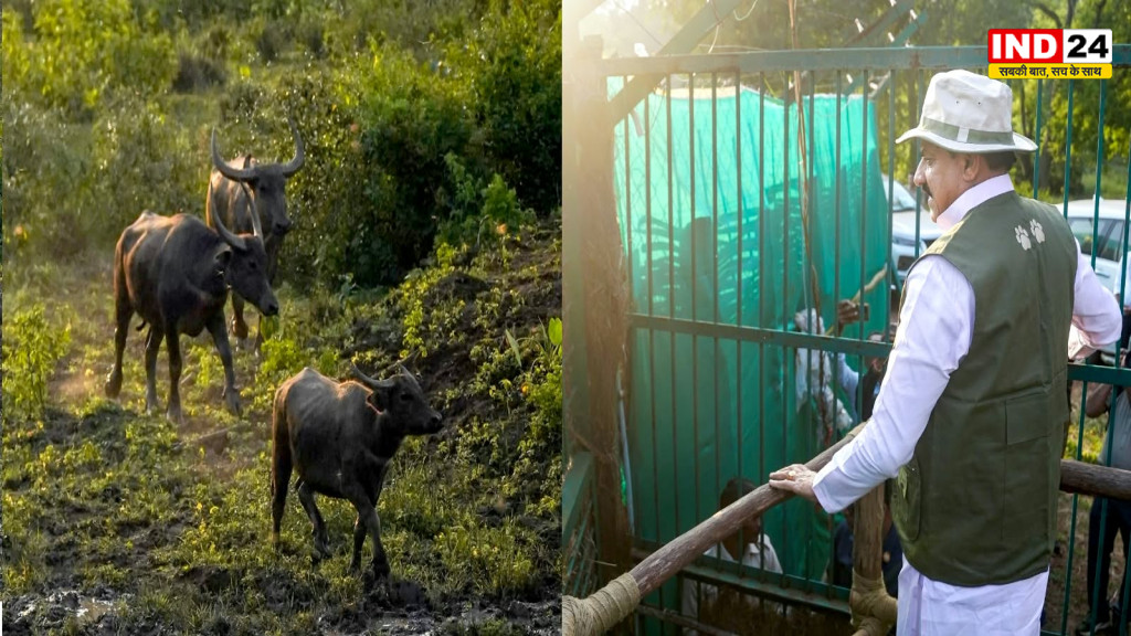 कान्हा टाइगर रिजर्व में 100 साल बाद लौटी जंगली भैंसों की मौजूदगी, CM मोहन यादव ने 8 भैंसों को बड़े बाड़े में छोड़ा