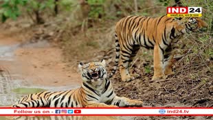 कूनो नेशनल पार्क जाएंगे केंद्रीय वन मंत्री भूपेंद्र यादव, प्रोजेक्ट टाइगर की करेंगे समीक्षा