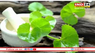 Brahmi Improves Mental Health: मानसिक स्वास्थ्य के लिए उपयोगी ब्राह्मी, जानें फायदे