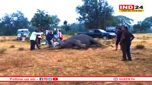 बांधवगढ़ टाइगर रिजर्व में 10वें हाथी की भी मौत, एमपी से दिल्ली तक हड़कंप