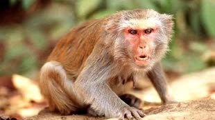 राजगढ़ में बंदर का आतंक, पकड़ने वाले को मिलेगा इनाम