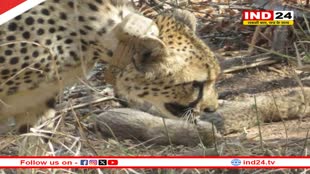 कूनो से फिर आई खुशखबरी, मादा चीता गामिनी ने दिया पांच शावकों को जन्म