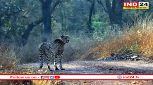 Kuno National Park में दो चीतों की हुई मौत, विवादों से घिरा 'प्रोजेक्ट चीता'