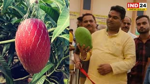 जानें दुनिया के सबसे महंगे आम के बारे में, एक आम में होते हैं 2 तरह के स्वाद