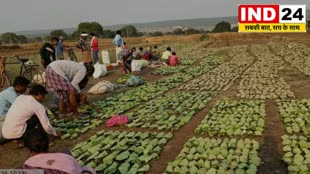 CG News :  तेंदूपत्ता संग्रहण 500 करोड़ रूपए से पार संग्राहकों में बिखरी खुशियां अपार....