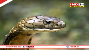 सीएम डॉ मोहन यादव के आदेश पर एमपी के जंगलों में किंग कोबरा लाने की तैयारी