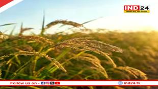 तंजावुर में भारी बारिश से धान की फसल तबाह, किसानों को भारी नुकसान की आशंका