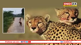 कूनो की सीमा से बाहर गांवों की गलियों में घूम रहे चीते