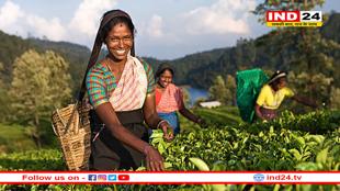 भारतीय चाय की मांग दुनिया में बढ़ी, FY25 में 26 करोड़ किलोग्राम का हुआ निर्यात