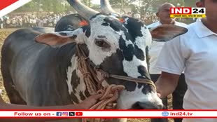 CG NEWS: बैल दौड़ और बैल शृंगार प्रतियोगिता आज