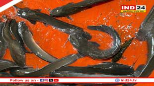 MP में 'कैंसर वाली मछली' की तस्करी!