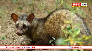 बांधवगढ़ नेशनल पार्क में दिखी दुर्लभ सिवेट कैट, इसके खाए बीज से तैयार होती है विश्व की सबसे महंगी कॉफी