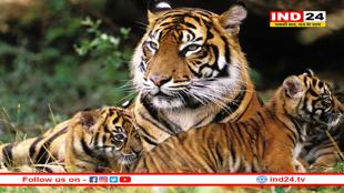 संजय गाँधी टाइगर रिजर्व में T28 मौसी बाघिन शावकों को सीखा रही शिकार की कला