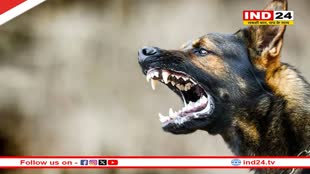 MP News: बढ़ते डॉग बाइट मामलों के चलते भोपाल मेयर ने शहरवासियों को कुत्तों से बचने की दी सलाह