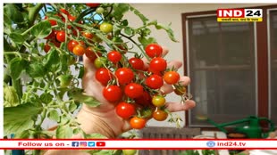 सर्दियों में पौधों की देखरेख के लिए अपनाएं ये तौर-तरीके, जो बड़ा सकते हैं उनकी जिन्दगी