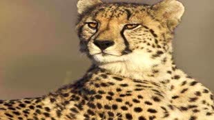 cheetahs: 18 फरवरी को कूनों नेशनल पार्क में आएंगे 12 नए चीते, विशेष विमान ने भरी उड़ान