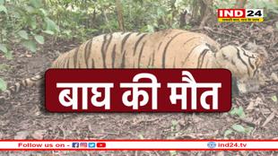 एमपी में फिर एक बाघ की मौत, पेंच टाइगर रिजर्व में मिला शव