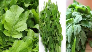 Health Tips: सर्दियों में खाएं ये साग, शरीर को मिलेगी एनर्जी