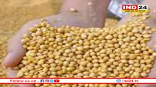 क्यों घट रहा सोयाबीन का उत्पादन, वैज्ञानिकों ने बताए कारण