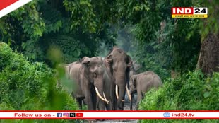 बांधवगढ़ में हाथियों की मौत का मामला, MP सरकार ने चीफ वाइल्ड लाइफ वार्डन VN अंबाड़े को हटाया, जानें किसे मिली जिम्मेदारी?