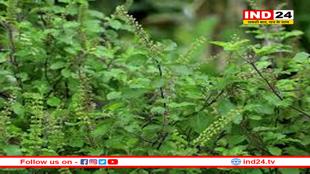 तुलसी के पौधे के नीचे भूलकर भी न रखें ये चीजें, रूठ जाती हैं मां लक्ष्मी