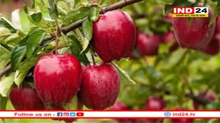 गर्मी ने बिगाड़ा कश्मीरी सेब का स्वाद, उत्पादन में भी आई 30% तक गिरावट