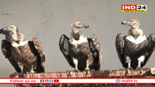 भोपाल के केरवा गिद्ध प्रजनन केंद्र से 6 गिद्ध प्राकृतिक वातावरण में छोड़े गए