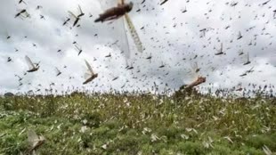 Locust Attack: राजस्थान में फिर लौटा लोकस्ट अटैक का खतरा, बीकानेर में सर्वे के दौरान मिलीं टिड्डियां