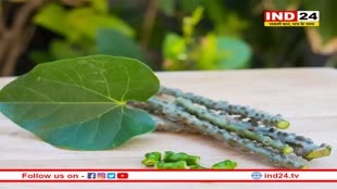 Health Tips: डायबिटीज के मरीजों के लिए रामबाण है गिलोय, जरूर करें इसे डाइट में शामिल 