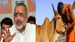 Cow Hug Day: केंद्रीय मंत्री गिरिराज सिंह ने कहा, 14 फरवरी को काउ हग डे के रुप में मनाया जाए