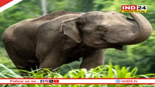 बांधवगढ़ में 10 हाथियों की मौत के पीछे क्या थी वजह...? IVRI रिपोर्ट में हुआ चौंका देने वाला खुलासा