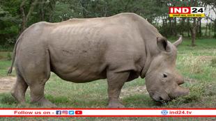 गैंडे की नई प्रजाति की पहचान, विज्ञानियों ने यूरिनोसेरोस सोंडाइकस रखा नाम