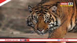 वन्यजीव के हमले में मुखिया की मौत पर परिजनों को पेंशन देने की तैयारी, मोहन सरकार जल्द लेगी निर्णय