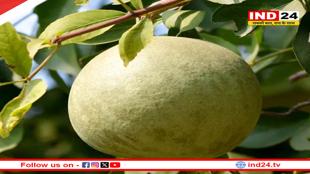 भगवान शिव को अतिप्रिय है बेल, जानिए इससे मिलने वाले फायदों के बारे में