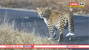 भारत में तेंदुओं की सबसे ज्यादा आबादी मध्य प्रदेश में, देश में हैं कुल 13874 तेंदुआ