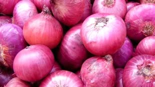 दिल्ली-एनसीआर वालों के लिए सस्ता प्याज खरीदने का सुनहरा मौका, इतने दामों में मिलेगी प्याज