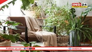 घर में बढ़ते प्रदूषण को करें कम, बिना एयर प्यूरीफायर हवा शुद्ध करें