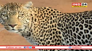 उज्जैन के ताजपुर और तराना में तेंदुए से दहशत