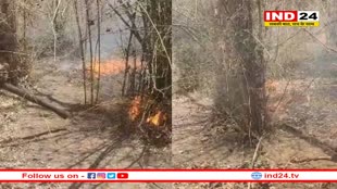 बांधवगढ़ टाइगर रिजर्व के जंगल में लगी आग, बीटीआर टीम ने पाया काबू