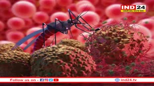 भोपाल में जारी है डेंगू के डंक का कहर